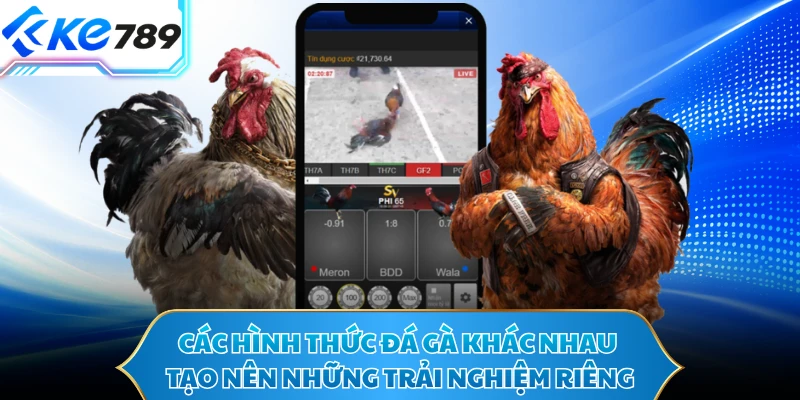 Các hình thức đá gà khác nhau tạo nên những trải nghiệm riêng