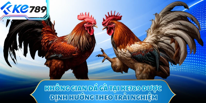 Không gian đá gà tại Ke789 được định hướng theo trải nghiệm